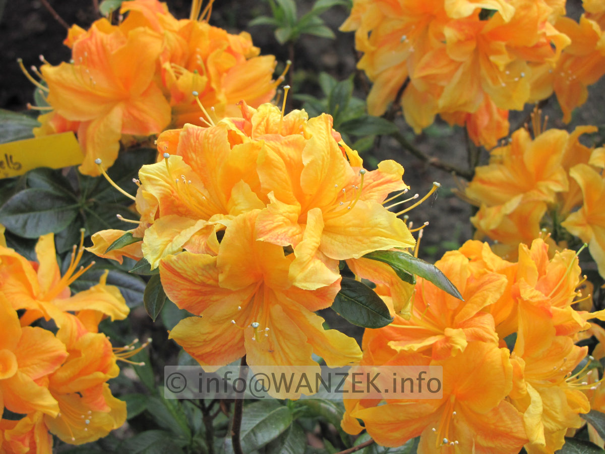 Azalea knaphill Klondyke 01.JPG